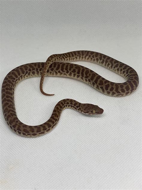 Image result for Stimson's Python