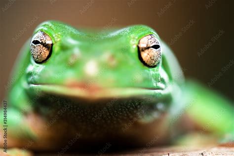 Smug Tree Frog に対する画像結果