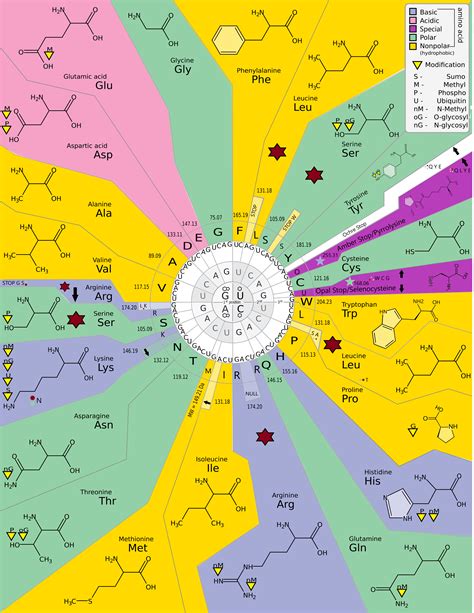 Image result for Codon Science
