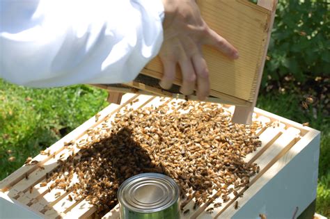 Installing New Bees に対する画像結果