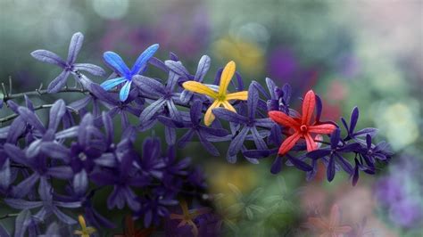 Image result for Colorful Spring Desktop Wallpaper