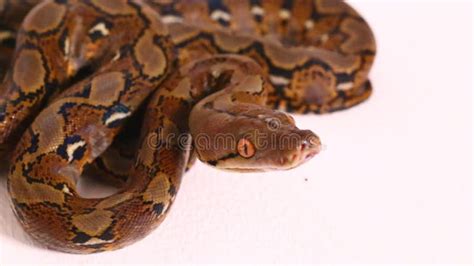 Afbeeldingsresultaten voor Reticulated Python with White Background