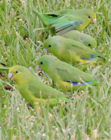 Toradh íomhá ar Blue-winged Parrotlet
