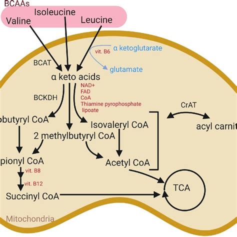 Afbeeldingsresultaten voor Histone Structure Histidine