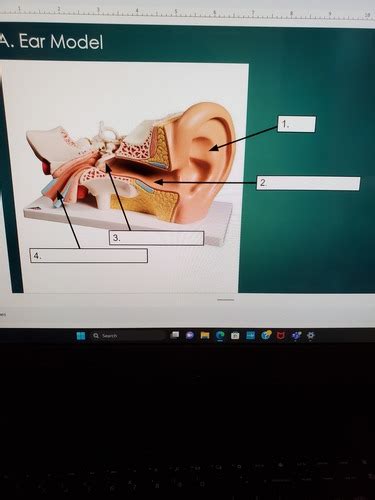 Image result for Progressive Ear Color Code Answer Key