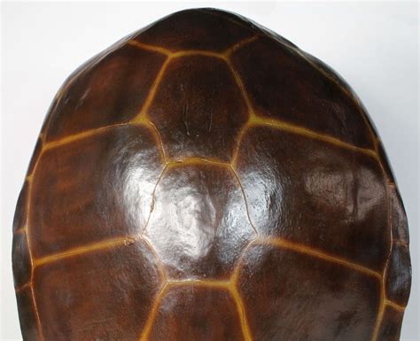 Large Artificial Turtle Shell に対する画像結果