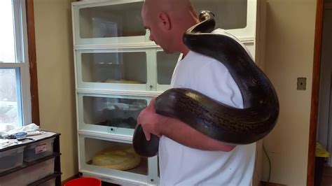 Image result for Big Reticulated Python Handling