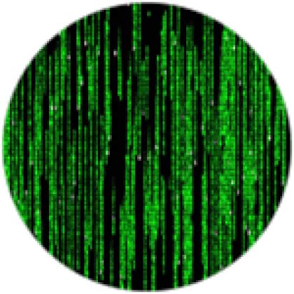 Image result for Champ Code Matrix