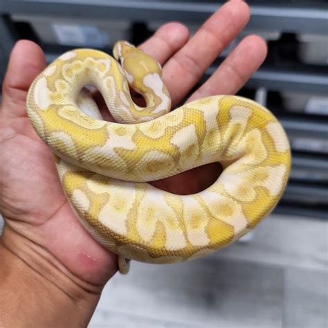 Image result for Bamboo Ultramel Ball Python