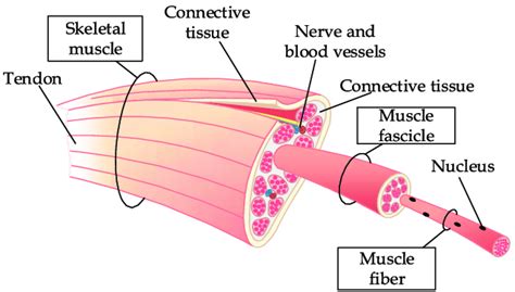Parallel Def Anatomy に対する画像結果