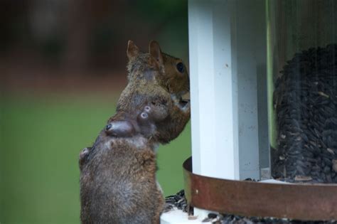Squirrel Bot Fly Removal માટે ઇમેજ પરિણામ