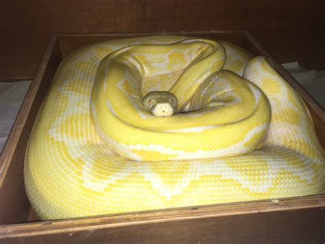 Albino Tiger Reticulated Python に対する画像結果