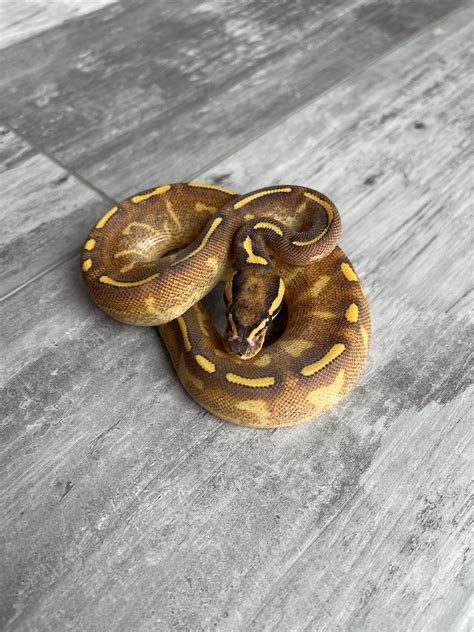 Carball Python に対する画像結果