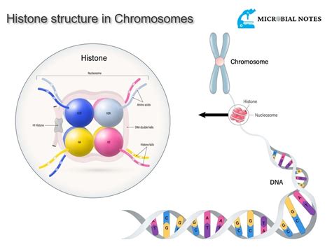 Afbeeldingsresultaten voor Histone Structure Histidine