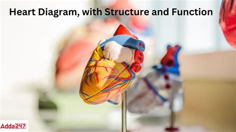 Image result for Life Processes Heart Diagram Class 10