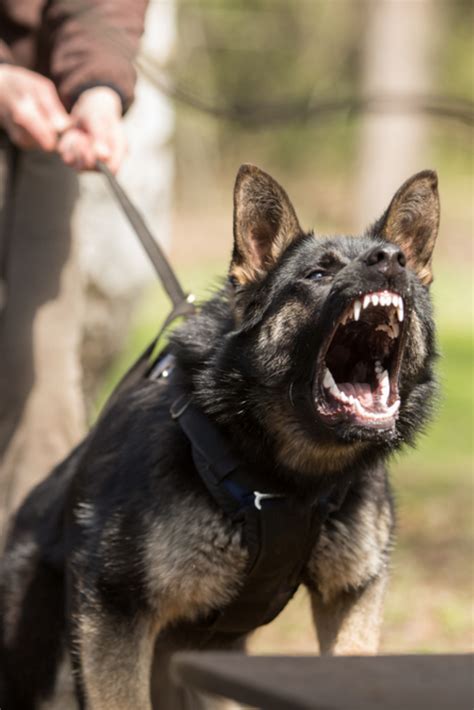 Image result for Angry German Shepherd