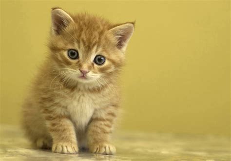 Afbeeldingsresultaten voor Cute Weird Creatures