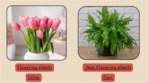 Image result for Basic Seed and Compas