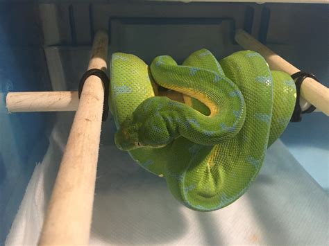 Image result for Male Green Python
