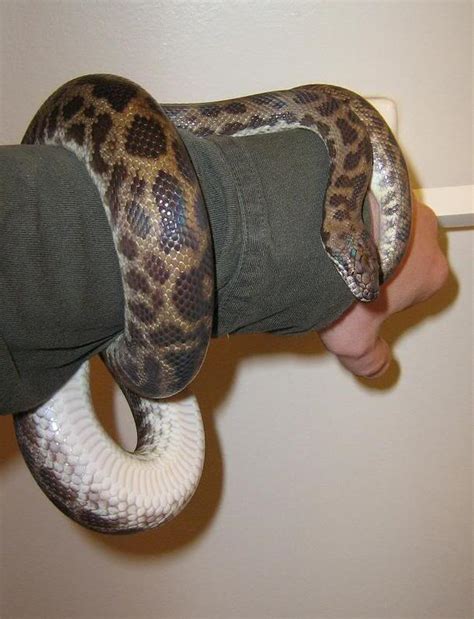 Full-Grown Spotted Python に対する画像結果