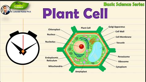 Basic Plant Cell Structure に対する画像結果