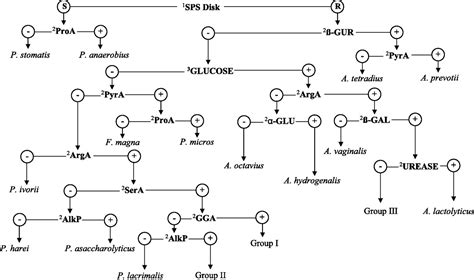 Image result for Gram positive Cocci Flow Chart