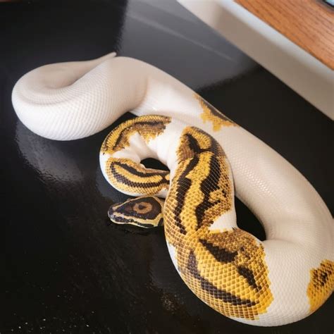 Image result for Pied Python