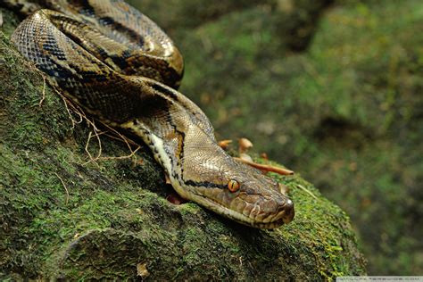 Python Snake Wallpaper 4K に対する画像結果