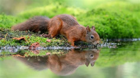 Toradh íomhá ar Reproduction in Humans Circadian Rhythm