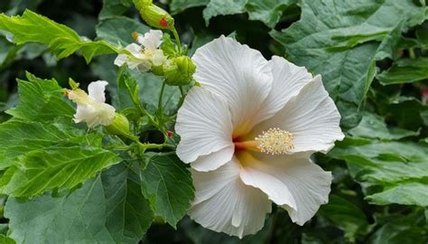 Toradh íomhá ar How to Care for Hibiscus