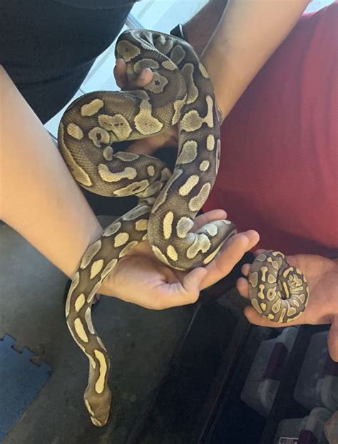 Image result for Cute Fancy Ball Python