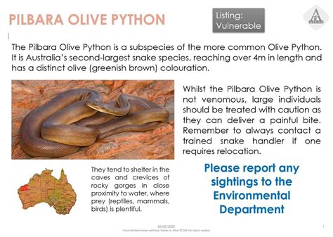 Pilbara Olive Python に対する画像結果