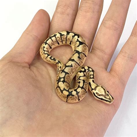 Toradh íomhá ar Miniature Ball Python