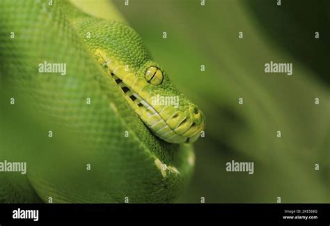 Image result for Green Tree Python Standing