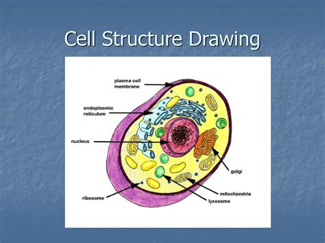 Image result for Structure of Cell Drawing
