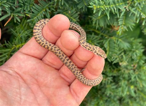 Afbeeldingsresultaten voor Stimson Python Enclosure