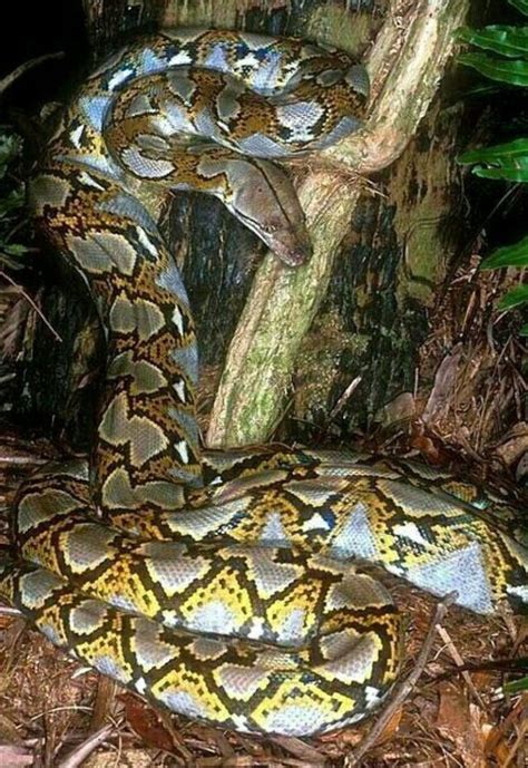 Giant Reticulated Python に対する画像結果