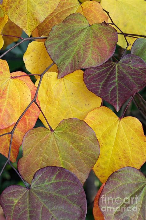 Image result for Redbud Tree Fall Color