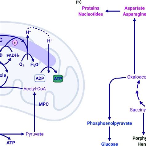 ATP Synthesis Mitochondria に対する画像結果