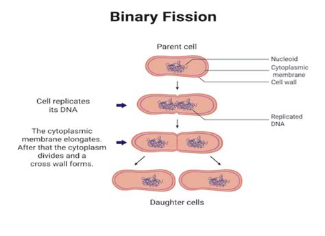 Image result for Binary Fission Reproduction