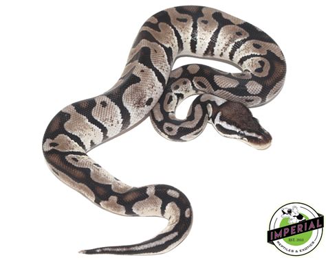 Axanthic Pastel Ball Python に対する画像結果