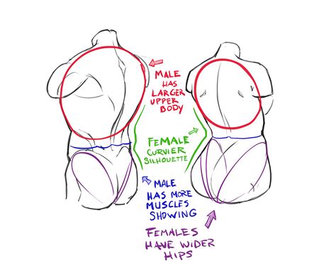 Image result for How to Draw Female Torso Arm Behind Back