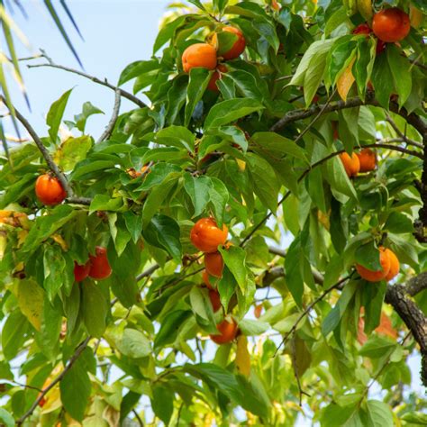 Pruned Fuyu Persimmon Tree に対する画像結果
