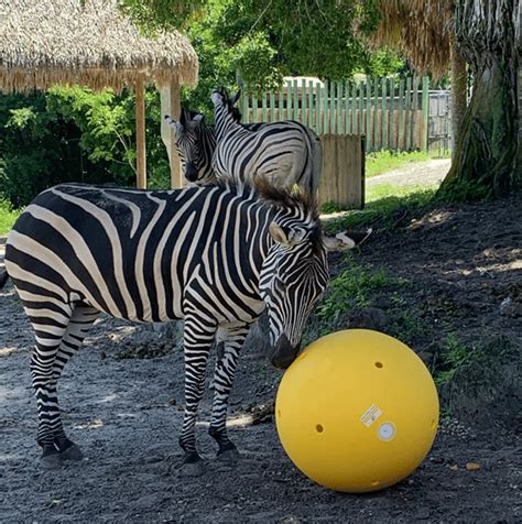 Image result for Bison Enrichment Ball