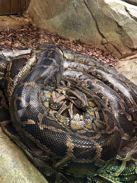 Toradh íomhá ar Colchester Zoo Python