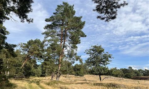 Image result for Leuvenumse Bos