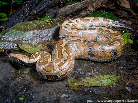 Afbeeldingsresultaten voor Pythonidae