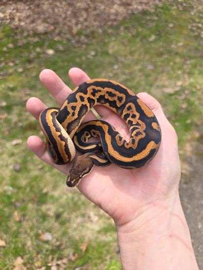 Image result for Nightmare Ball Python