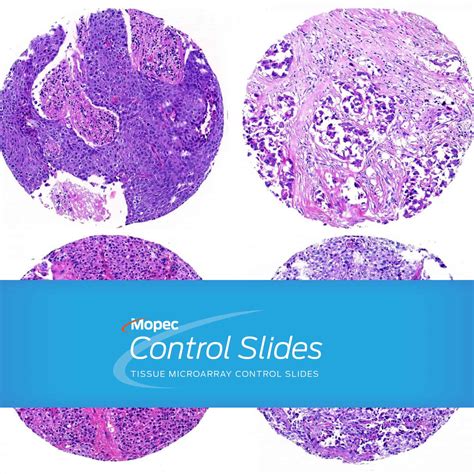 Array Slides に対する画像結果