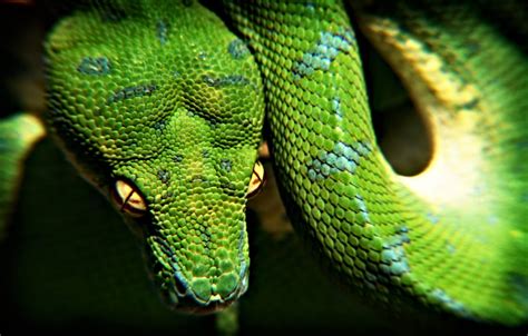 Image result for Green Tree Python 4K